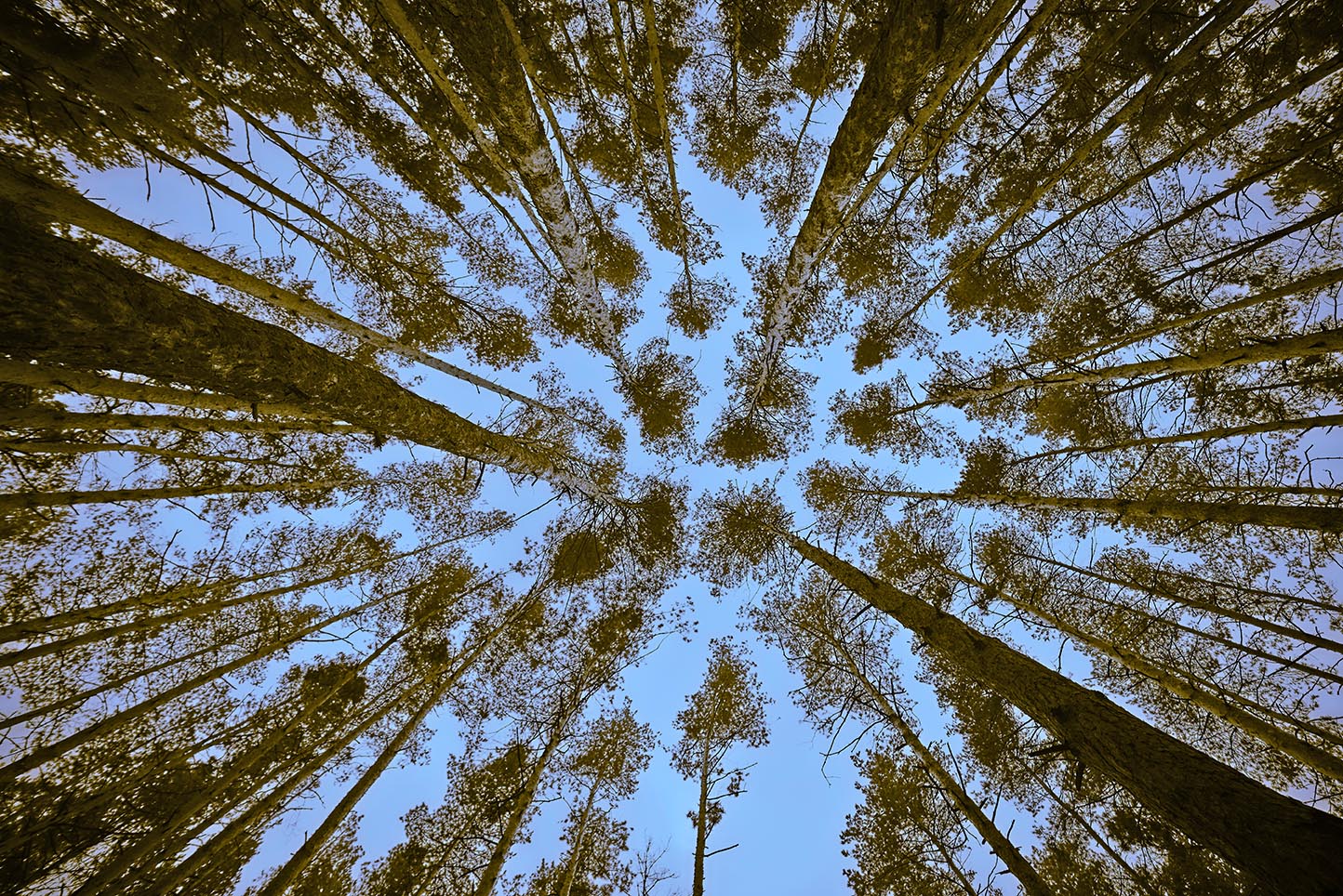 View of the tops of the pine trees in autumn forest from the ground. Bottom View Wide-Angle Background. Duotone image