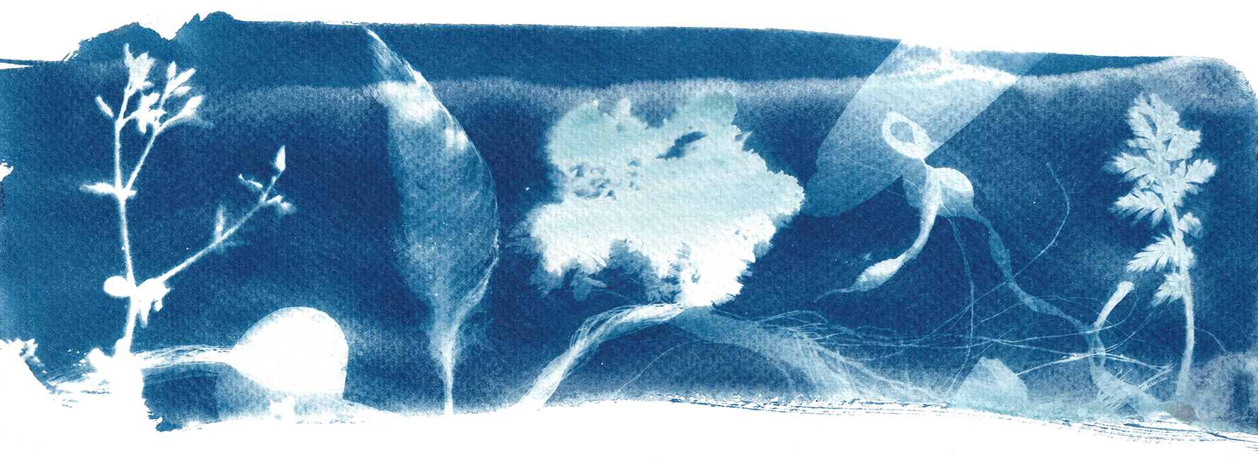 Banner in blue, cyanotype of beach finds, feather, kelp and shel